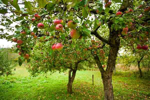 Growth Regulators in Fruit Production